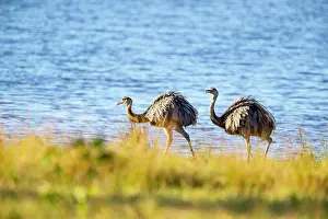 Ratite: Nandu (Rhea americana) Pantanal Brazil