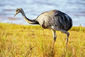 Ratite: Nandu (Rhea americana) Pantanal Brazil