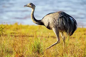 Ratite: Nandu (Rhea americana) Pantanal Brazil