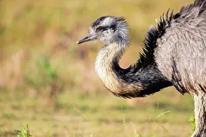 Ratite: Nandu (Rhea americana) Pantanal Brazil