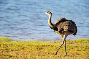 Ratite: Nandu (Rhea americana) Pantanal Brazil