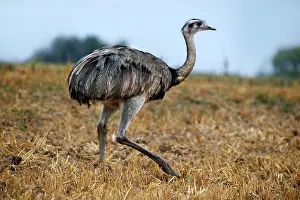 Lakeland: Nandu in the valley of the Wakenitz, Rhea, ostrich-like