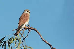 Nankeen: Nankeen Kestrel