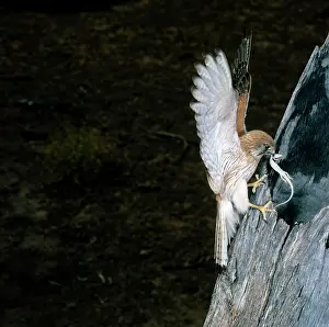 Skinks: Nankeen Kestrel