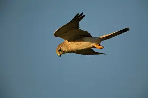 Nankeen: Nankeen Kestrel in flight at dawn