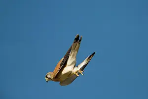 Dropping: Nankeen Kestrel in flight dropping towards prey