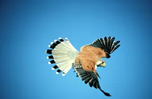 Nankeen: Nankeen kestrel - male in flight