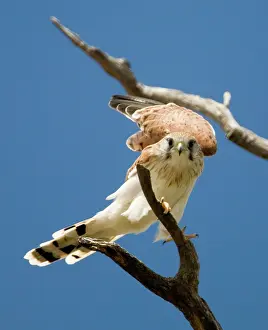 Nankeen: Nankeen Kestrel - Perched on branch