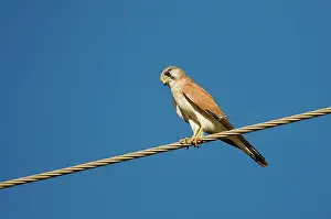 Nankeen: Nankeen Kestrel watching for prey
