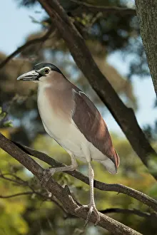 Parkland: Nankeen Night Heron