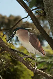 Nankeen: Nankeen Night Heron