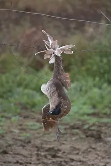 141118: Nankeen Night Heron - An adult bird caught on a