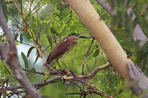 Nankeen: Nankeen Night Heron / Rufous Night Heron