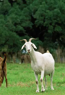 Nanny: NANNY GOAT