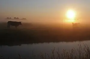 Intergalactic: Nantaises cows in the morning mist - Marais Breton France
