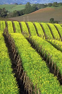 Vines: Napa Valley, Ca