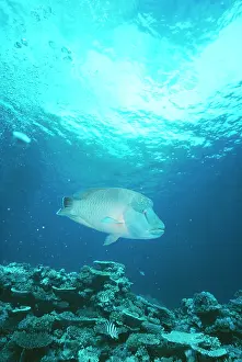 Wrasses: Napolean Humphead Wrasse / Maori Wrasse / Napolean Fish