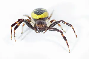 Napoleon: Napoleon Crab Spider on white background