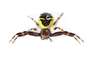 Napoleon: Napoleon Crab Spider on white background