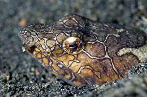 Eels: Napoleon Snake Eel