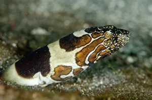 Napoleon: Napoleon Snake Eel - buried in black sand
