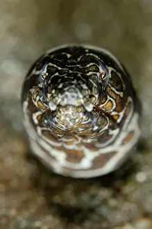 Napoleon: Napoleon Snake Eel - buried in black sand