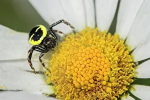 Leucanthemum: Napoleon spider (Synema globosum) in its yellowish