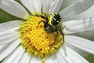 Leucanthemum: Napoleon spider (Synema globosum) in its yellowish