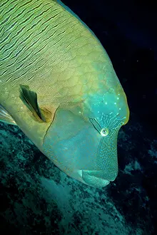 Napoleon: Napoleon Wrasse
