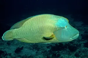 Napoleon: Napoleon Wrasse