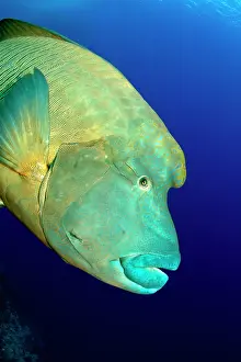 Napoleon: Napoleon Wrasse