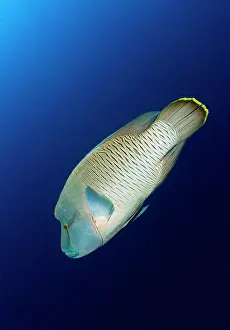 Napoleon: Napoleon Wrasse
