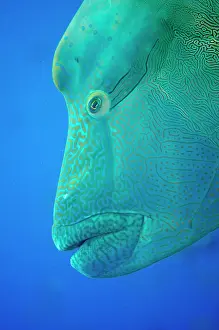 Patterned: Napoleon wrasse, humphead wrasse (Cheilinus undulatus)