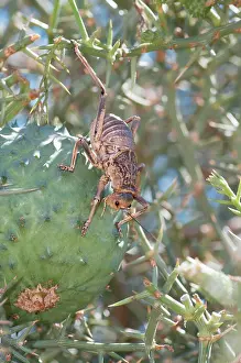 Diadematus: Nara bush