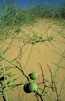 Nara: Nara - Bush with fruits on a sand dune in the Namib