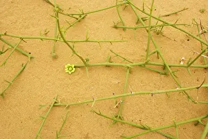 Nara: Nara plant