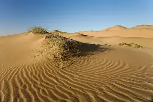 Horridus: Nara plant growing in the dunes of the Namib Desert