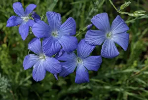 Angiosperm: Narbonne blue flax, Linum narbonense, in flower