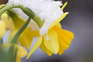 Narcissus: narcis spec