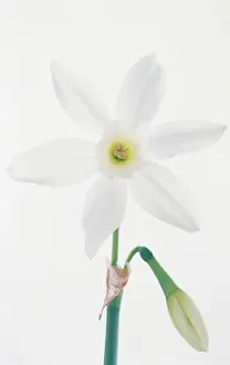 Papillon: Narcissus