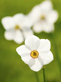 Poeticus: Narcissus