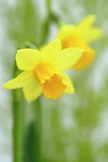Bashful: Narcissus