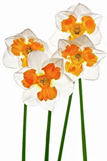 Blotch: Narcissus