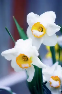 Eastertide: Narcissus