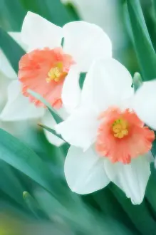 Eastertide: Narcissus