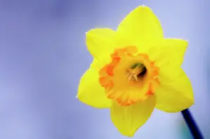 Eastertide: Narcissus