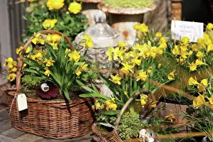 Eastertide: Narcissus