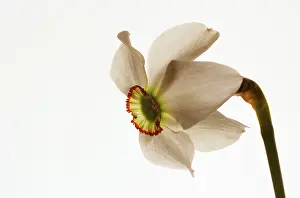 Narcissus: Narcissus