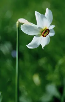 Narcissus: Narcissus