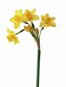 Combined: Narcissus